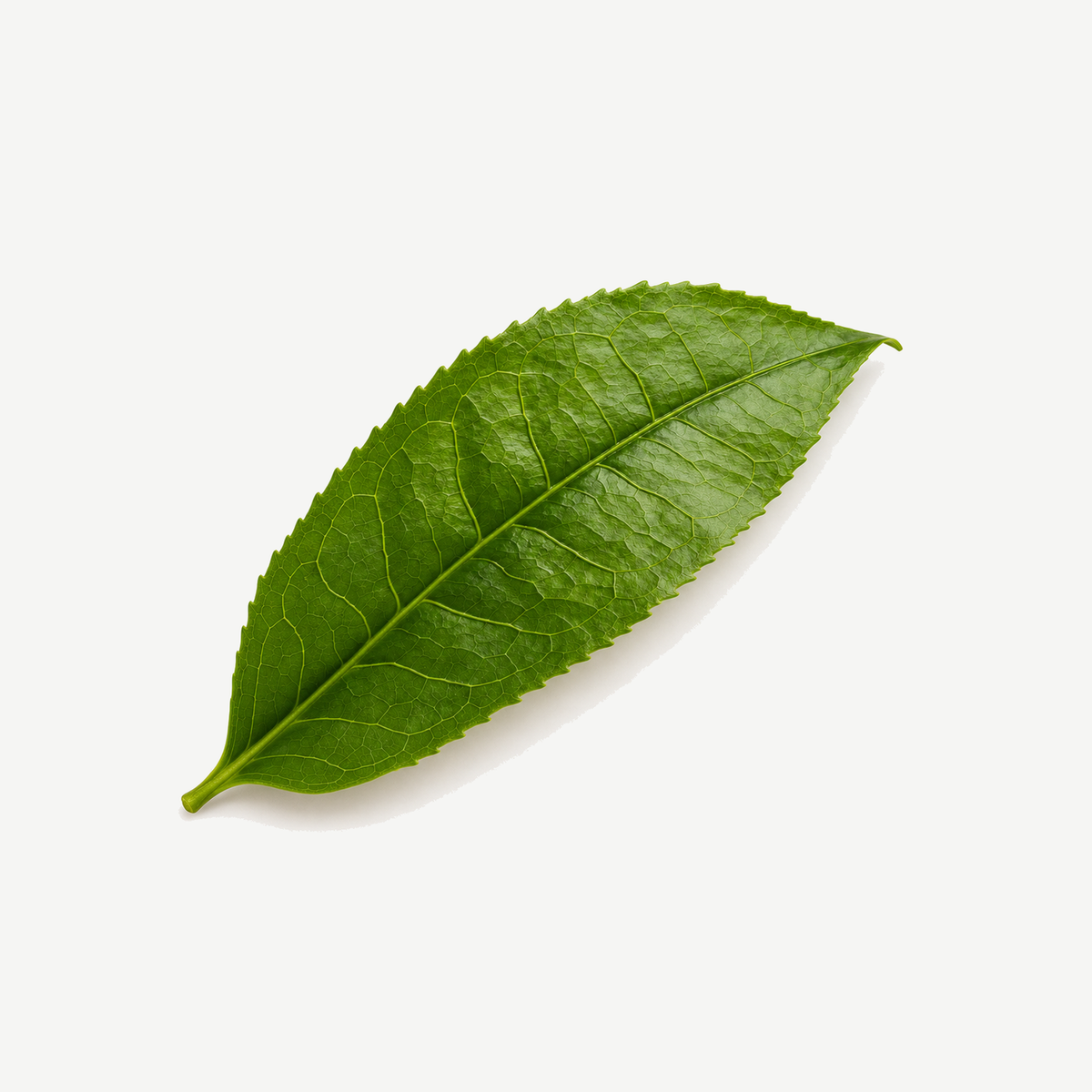 L-THEANINE ingredient photograph